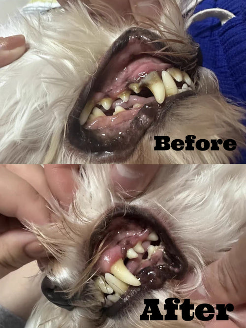 Anesthesia-Free Pet Dental Cleaning Kit: Professional Ultrasonic Tartar Remover & Electric Toothbrush for Dogs & Cats by Dr. Milou®